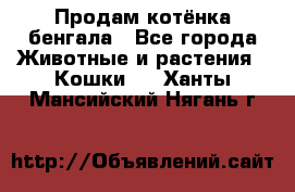 Продам котёнка бенгала - Все города Животные и растения » Кошки   . Ханты-Мансийский,Нягань г.